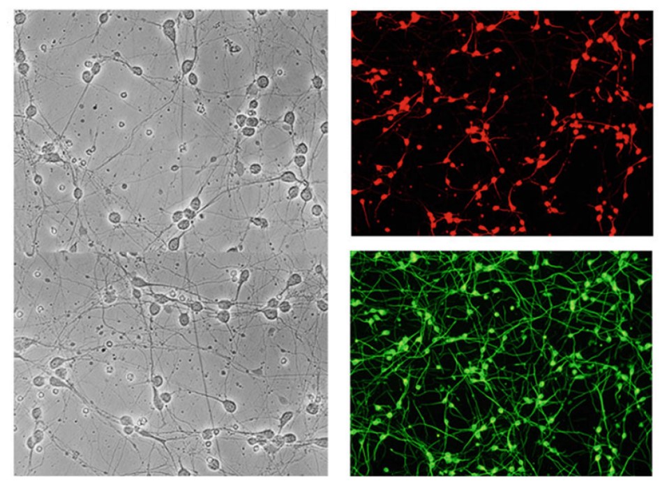 4-1-9 Primary Cultured Neurons-1.jpg